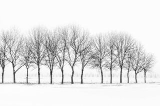Fourteen Trees