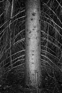 Drooping Branches