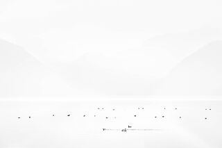 Waterfowl in Haze, Lake Chelan