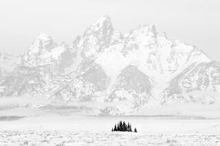 Tetons and Trees