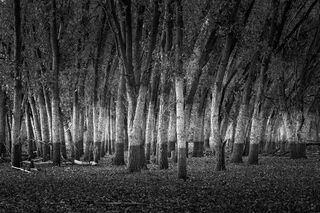 Flood Plain Trees, Wyoming