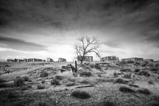 Ghost Town Tree