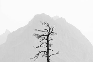 Single Tree in Haze