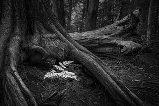 Fern in Tree Roots