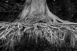 Exposed Roots