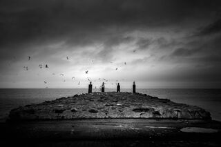 Storm and Gulls