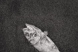 Discarded