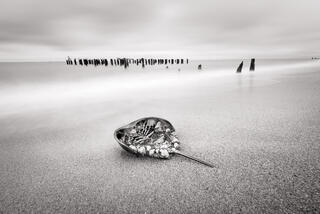 Horseshoe Crab