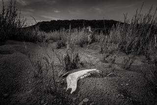 Jaw Bone 2