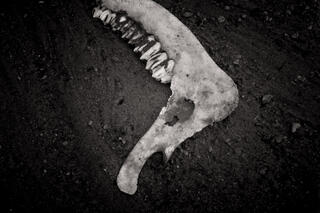 Jaw Bone