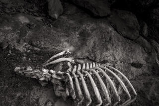 Carcass in Wash