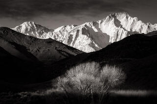 Trees and Eastern Sierra