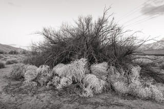 Tumble Weed in Garden Tamarisk