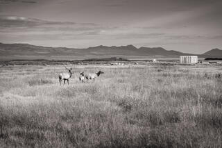 A family of three elk; a bull, cow, and yearling walk through the grass on Owens Lake