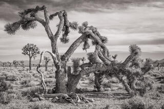 Joshua Tree 01
