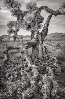Joshua Tree 02