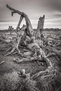 Joshua Tree 03