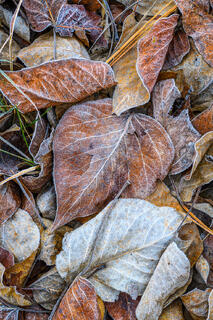 Frosted Leaves