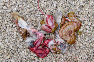 Gut Pile