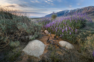 Lupine and Stones