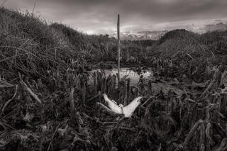 Jaw Bone in Swamp