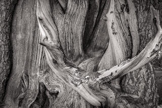 Bristlecone Pine branch detail, Patriarch Grove