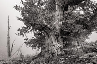 Trees in Fog, Bristlecone Pine