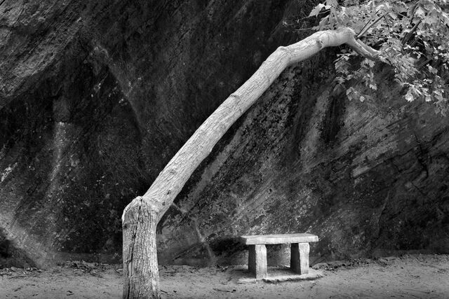 Leaning Tree and Bench print