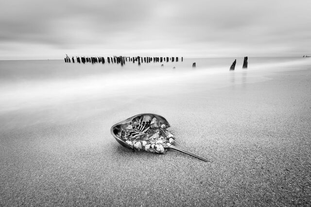 Horseshoe Crab print