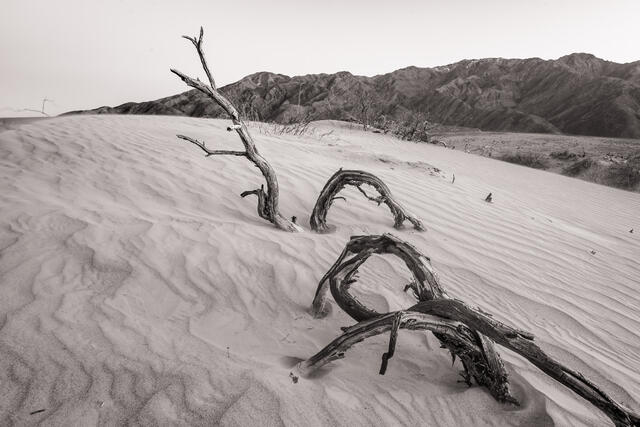 Mesquite Branches, Death Valley National Park print