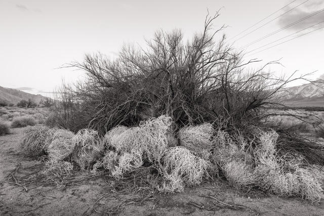 Tumble Weed in Garden Tamarisk print