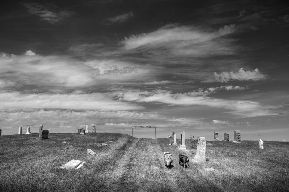 Farm Dogs Walking Cemetery, North Dakota print