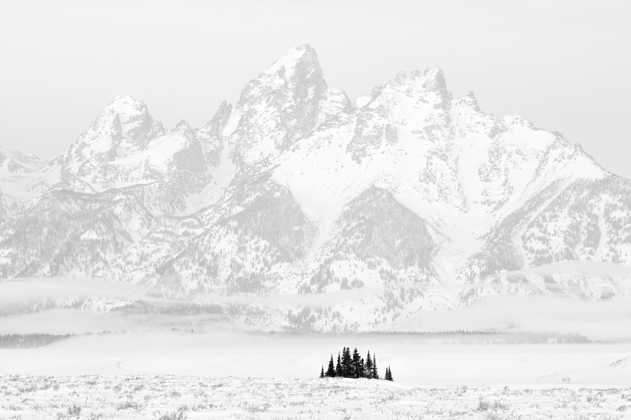 Tetons and Trees