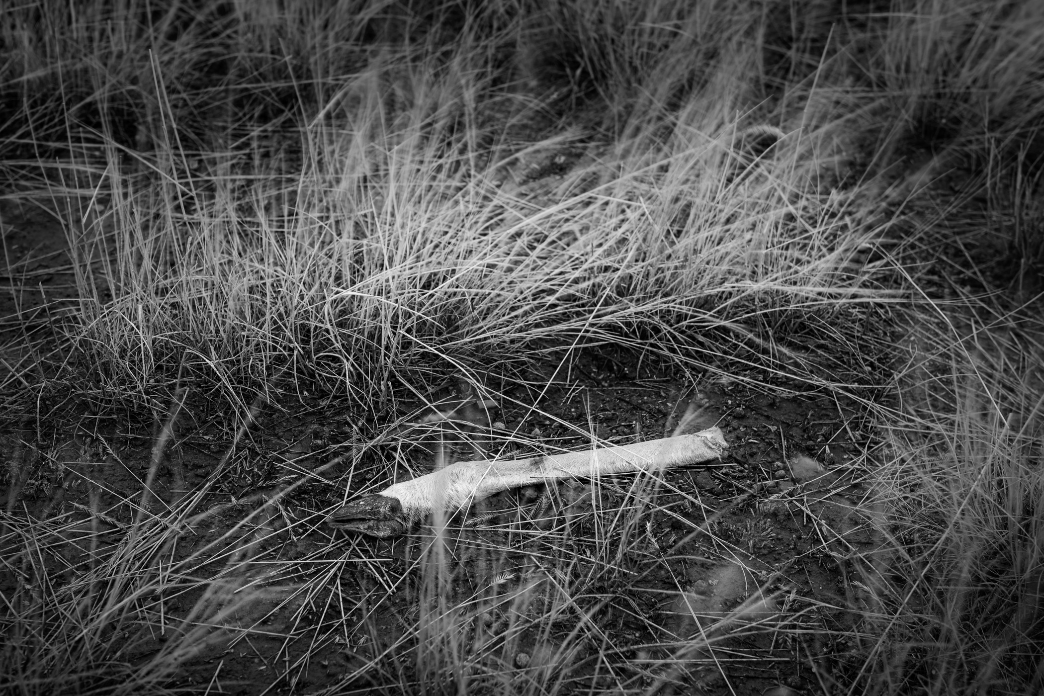 Deer Leg