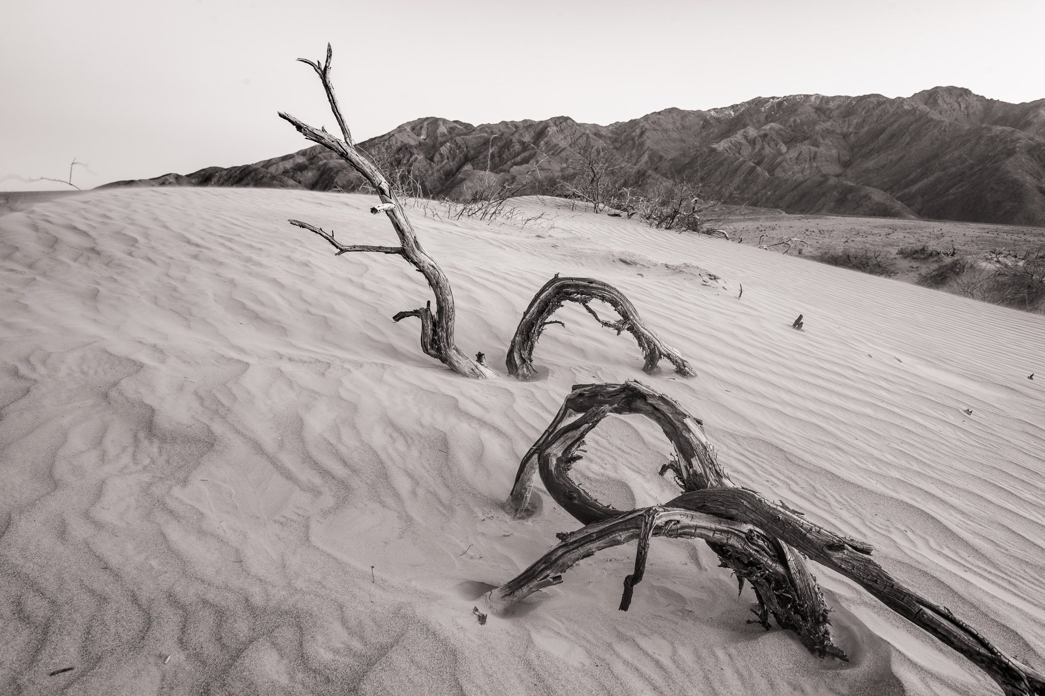 Mesquite Branches, Death Valley National Park