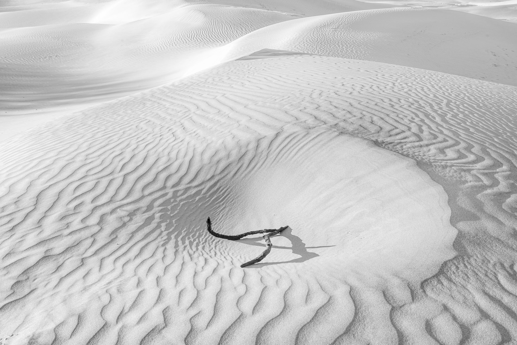 Mesquite Branch on the Dunes