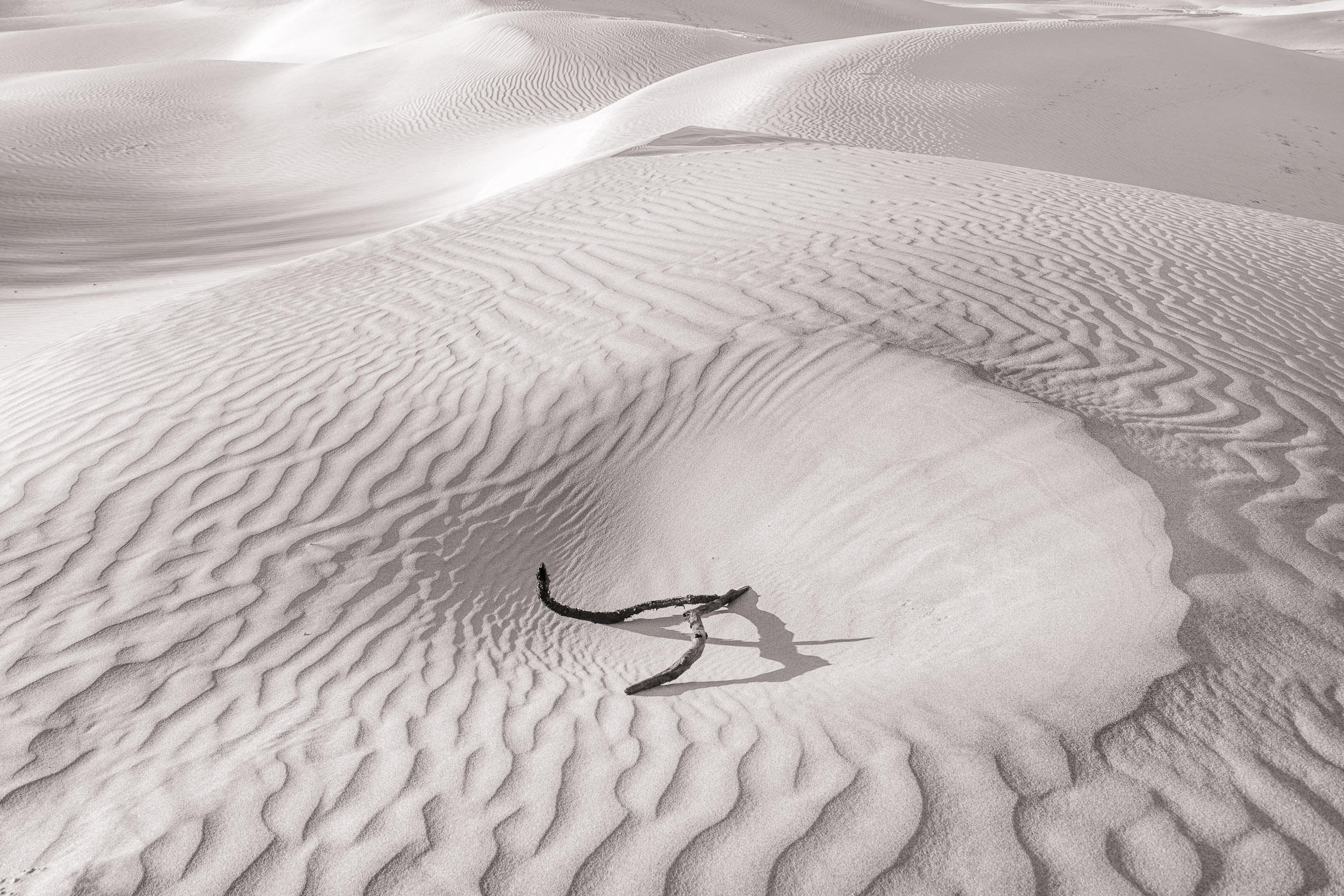 Dune Stick, Death Valley National Park