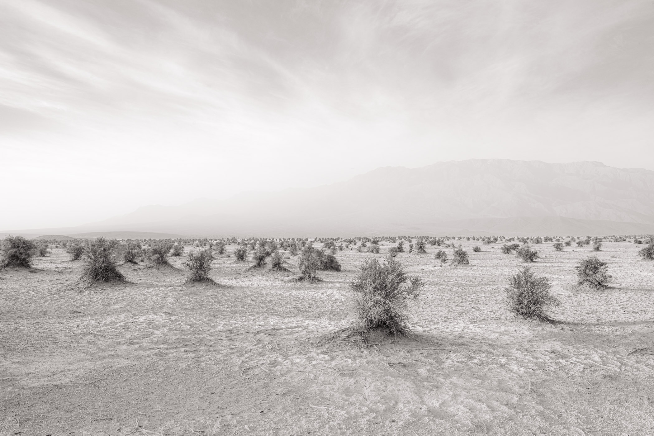 Dust Storm and Arrow Weed California, National Park, arrow weed, desert