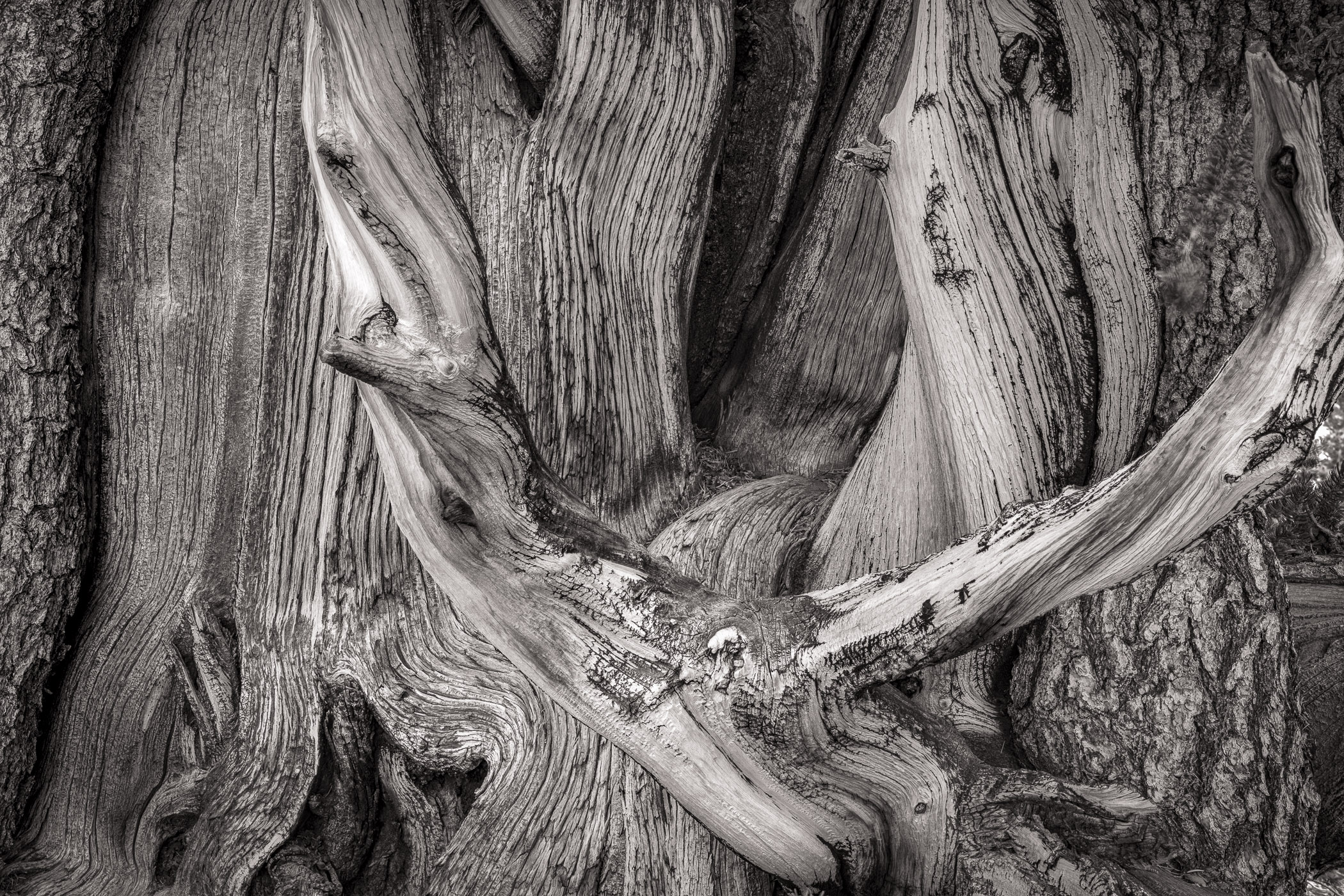 Bristlecone Pine branch detail, Patriarch Grove detail of Bristlecone Pine branches and trunk, Patriarch Grove, White Mountains