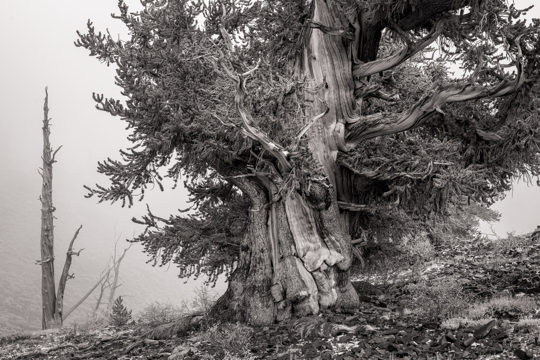 Trees in Fog, Bristlecone Pine Large Bristlecone Pine and dead trees in fog, White Mountain Road