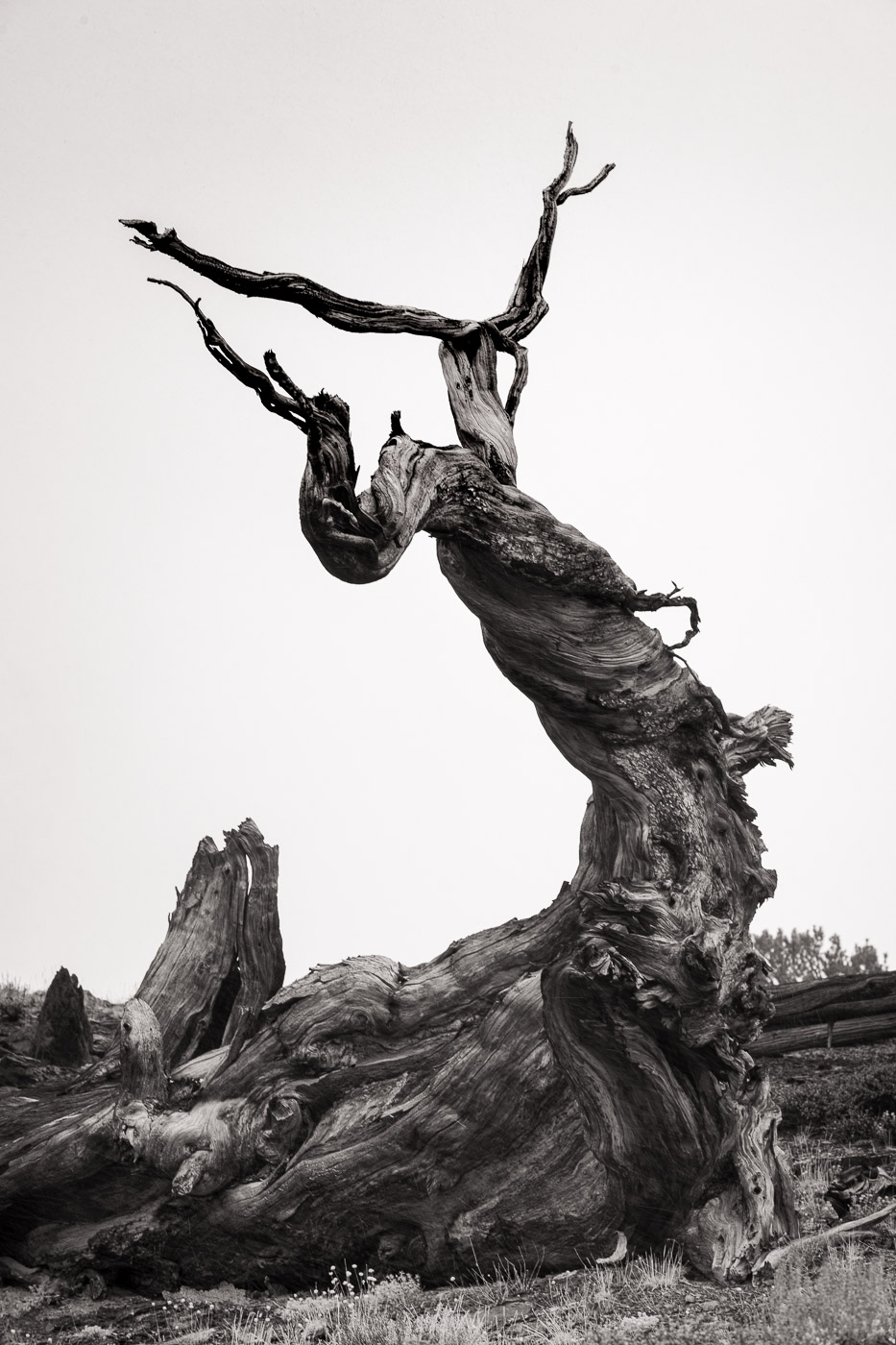 The Greeting, Bristlecone Pine Dead tree resembling a demon, Bristlecone Pine, White Mountains