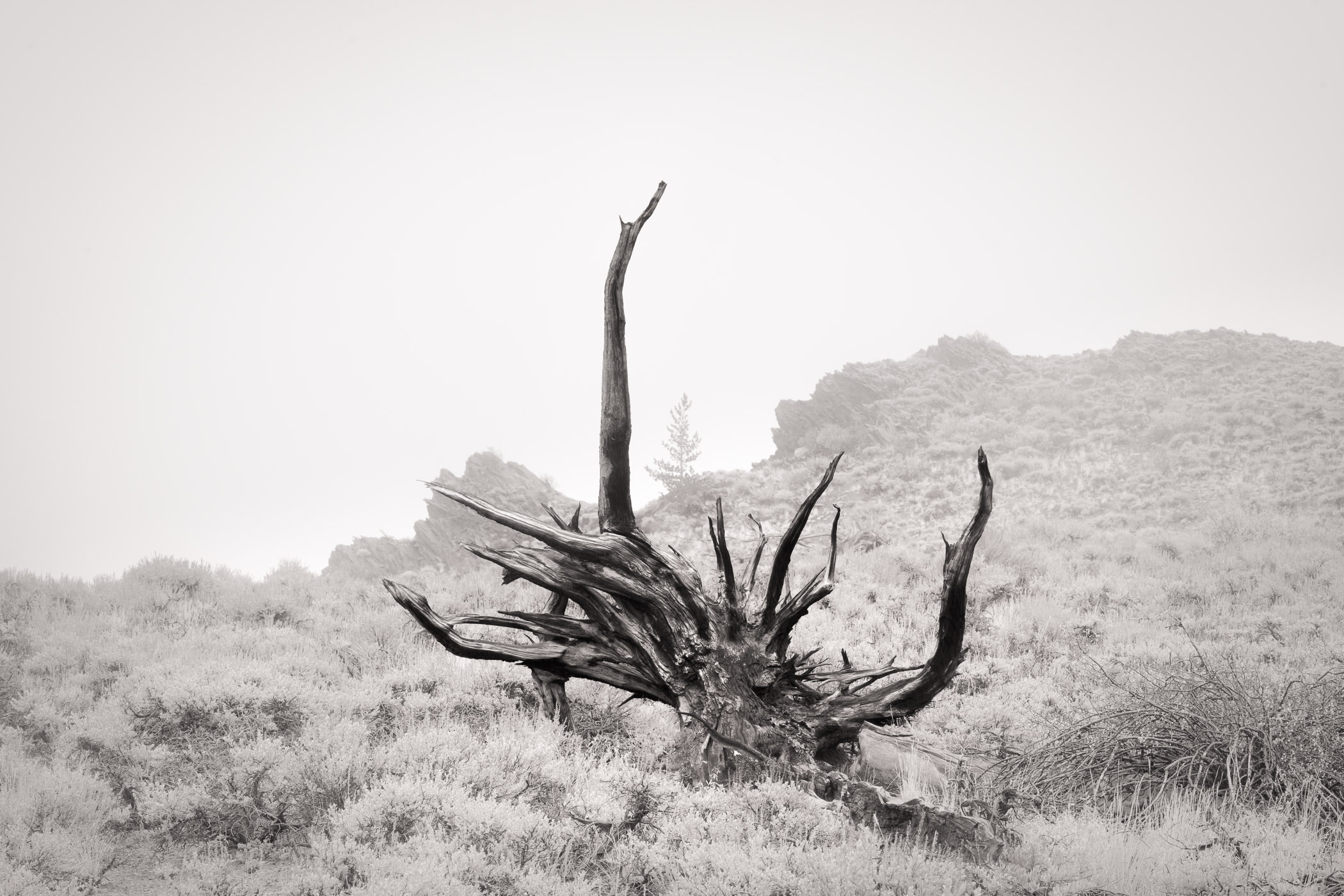 Root and Distant Tree, Bristlecone Pine Dead Root and Bristlecone Pine in fog