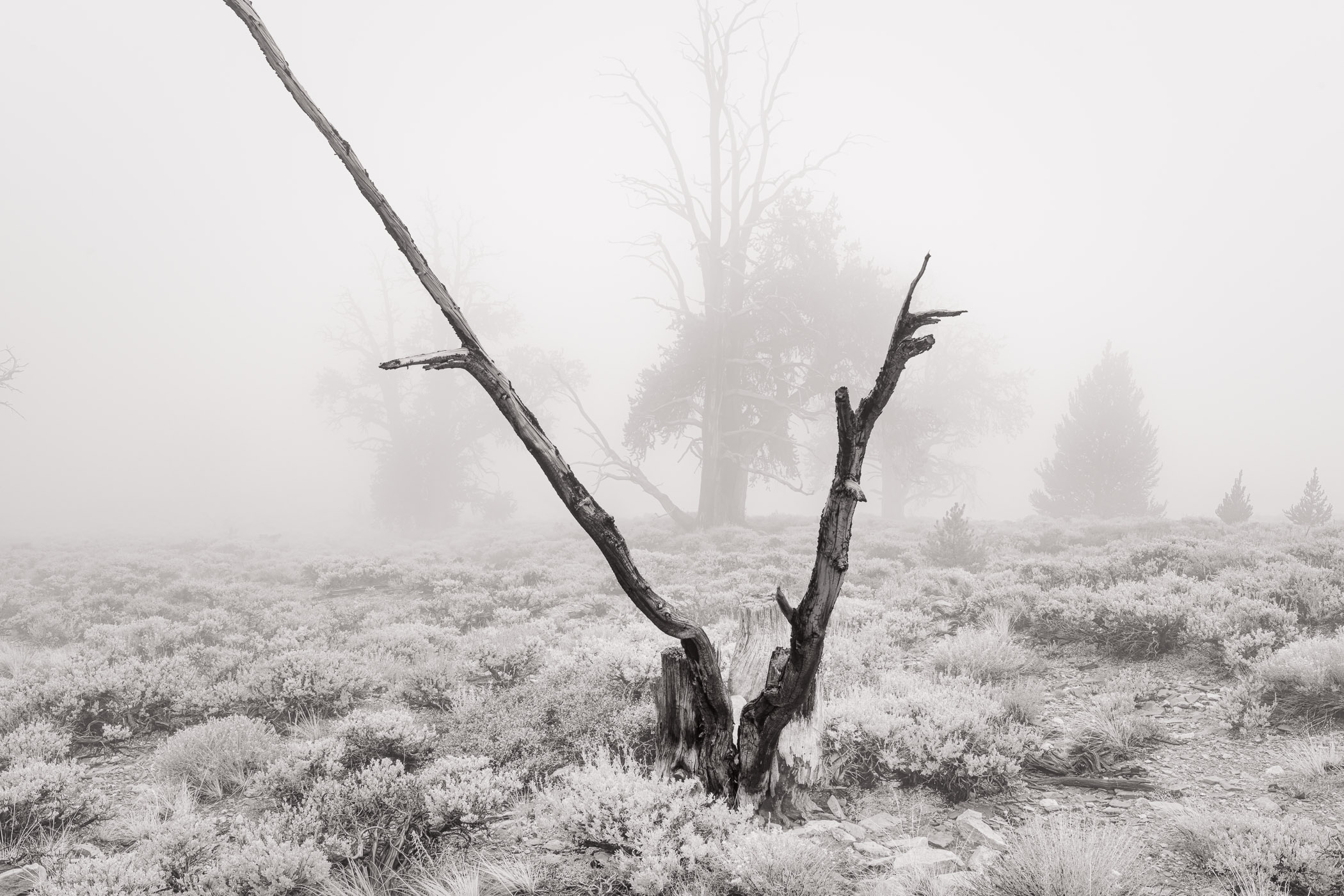 Dead Tree and Fog, Schulman Grove, Bristlecone Pine Dead, vee-shaped tree with Bristlecone Pines in Fog, Schulman Grove, White Mountains